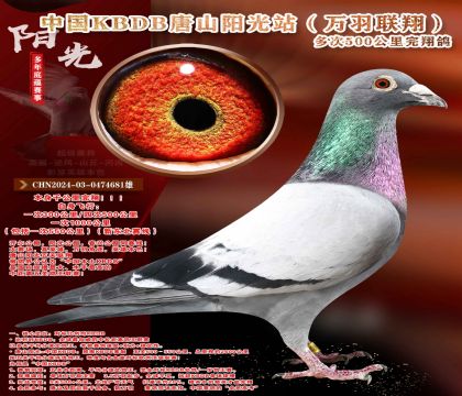 �¶����ߡ��������辫ѡ������ר��