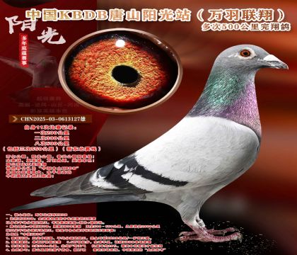 �¶����ߡ��������辫ѡ������ר��