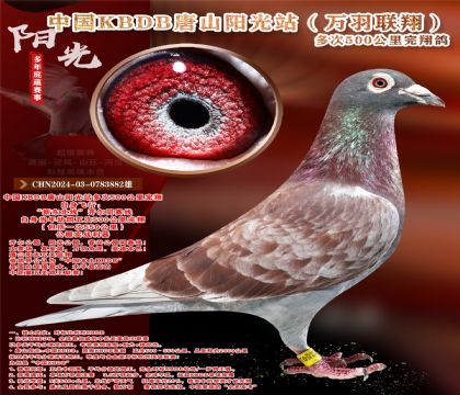 �¶����ߡ��������辫ѡ������ר��