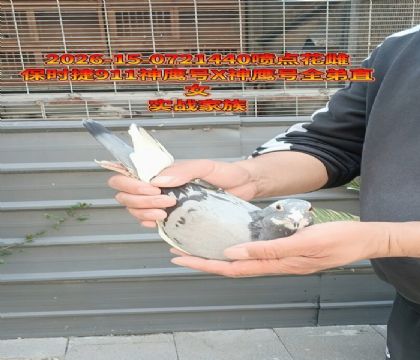 ��ʱ��911��ӥ��x��ʱ����ӥ��ȫ��ֱŮ