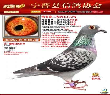 ��Ӣ���ظ���102��