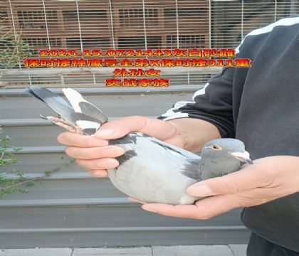 ��ʱ��911��ӥ��ȫ��x��ʱ��911����