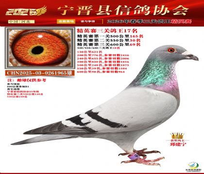 ��Ӣ�����ظ���17��
