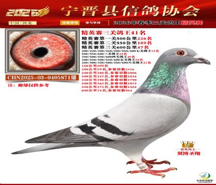 ��Ӣ�����ظ���41��