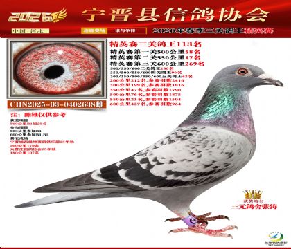 ��Ӣ�����ظ���113��