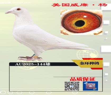 ���ָ� ������99��ֱ��144
