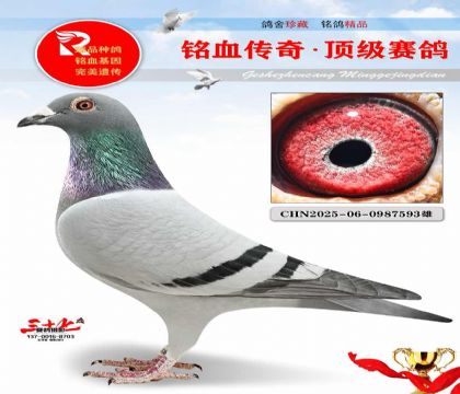 ������ֱ�ӡ�������ȫƽ��