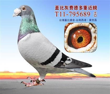 �游