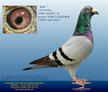 �游