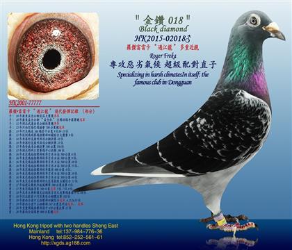 �游