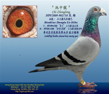 �游