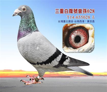 �游