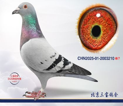 2.���ֿ�˹x����x����.2003210