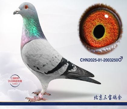 2.���ֿ�˹x����.2003250