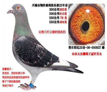 25�괺���500����ɼ��루��������ھ�ֱŮ��