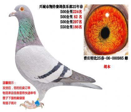 25�괺�Ĺ�500����ɼ��루���ٹھ��������壩