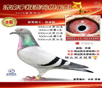 预赛3名决赛9名鸽王冠军