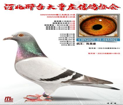 ��Ӣ����6��,Ӳ���ظ���16��