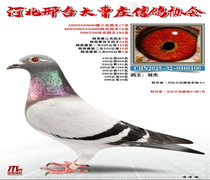 ��Ӣ����7��,Ӳ���ظ���17��