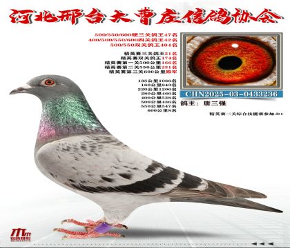 ��Ӣ����21��,Ӳ���ظ���47��,600����8��
