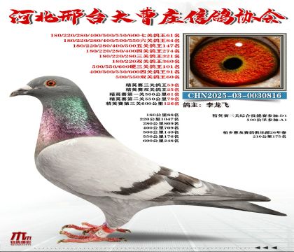 ��Ӣ����53��