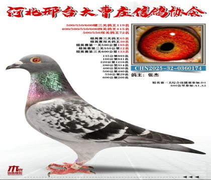 ��Ӣ����65��