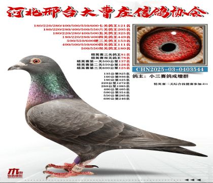 ��Ӣ����81��