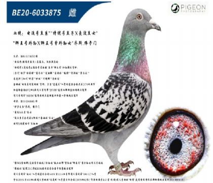 ��˹���ţ�������ֱŮ��