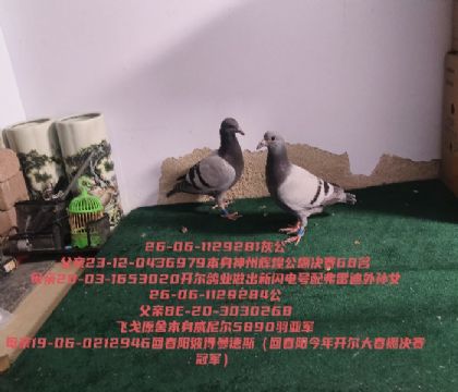 �����¸��׵���Ů�ش����˵�����˹�Ӵ�