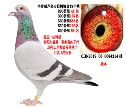 19���＾��سɼ��룬600����56����������