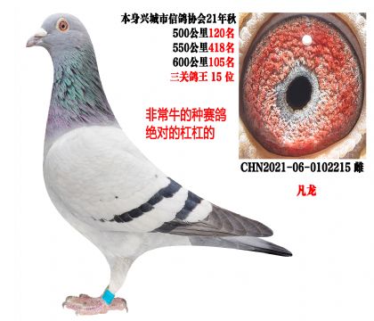 24���＾���ظ���15λ��������550���ﲮ���ھ�����