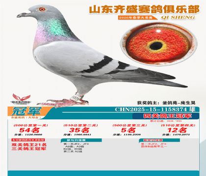 齐盛大综合鸽王冠军