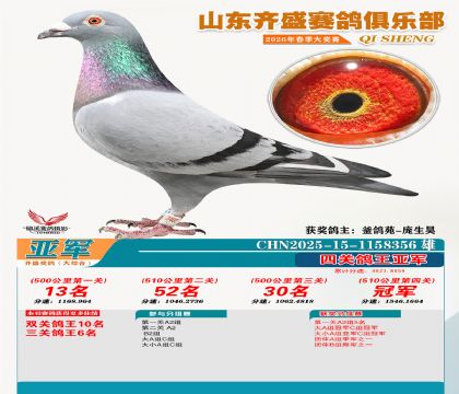 齐盛大综合鸽王亚军