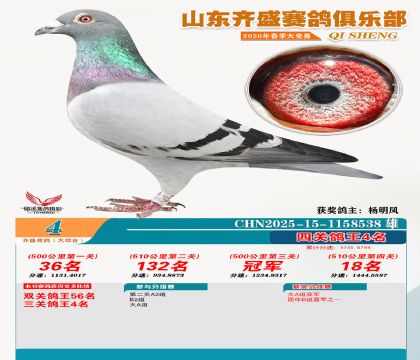 齐盛大综合鸽王4名