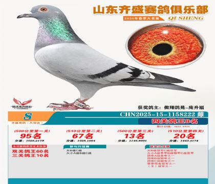 齐盛大综合鸽王8名