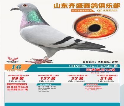 齐盛大综合鸽王16名