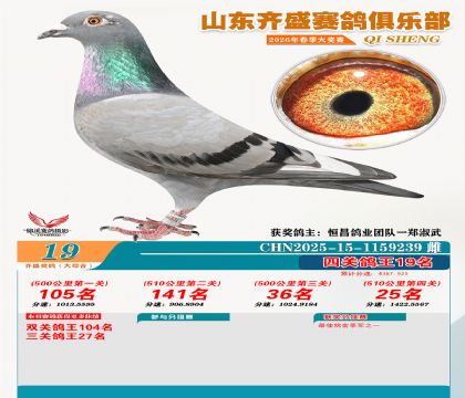 齐盛大综合鸽王19名