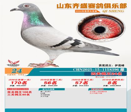 齐盛大综合鸽王24名