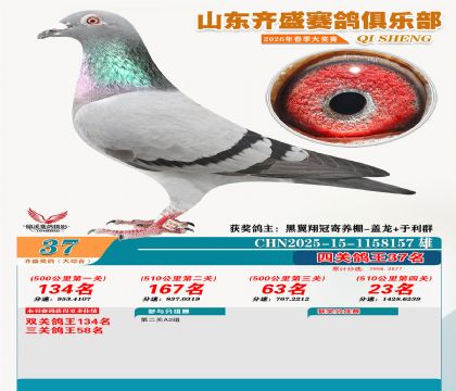 齐盛大综合鸽王37名