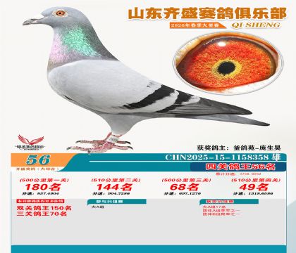 齐盛大综合鸽王56名