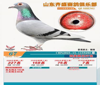 齐盛大综合鸽王67名