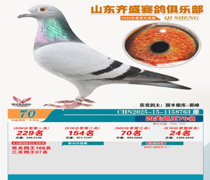 齐盛大综合鸽王70名