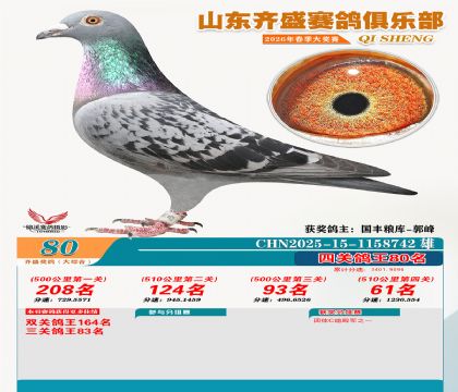 齐盛大综合鸽王80名