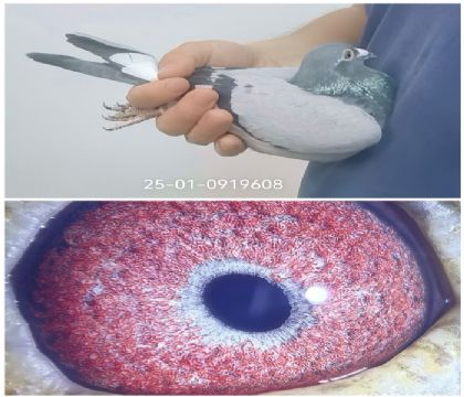 ��ŷ�߿�0919608