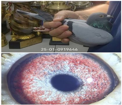 �����Ҳ�Ĭ��0919646
