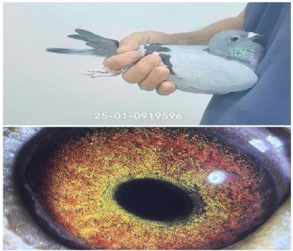 ��Ĭ�¹ھ�ȫƽ��0919596