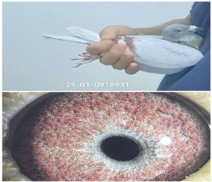 ³������ɭ�Ǿ�ȫƽ��0918931