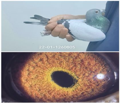 �Ǳ�³������ɣ��ʿ˫�ھ�1260805