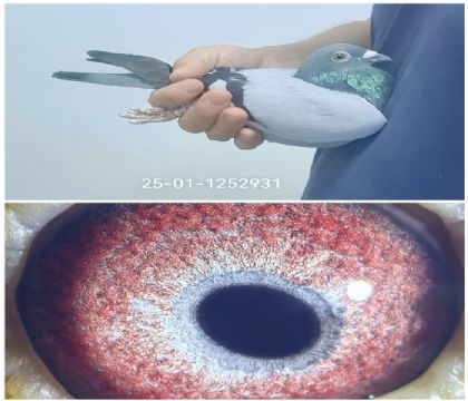 ��Ĭ�¹���ھ�ȫƽ��1252931