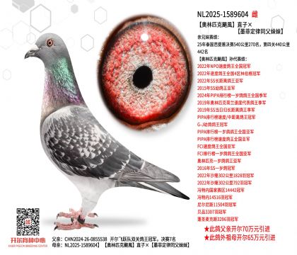 4ĸ��-1589604